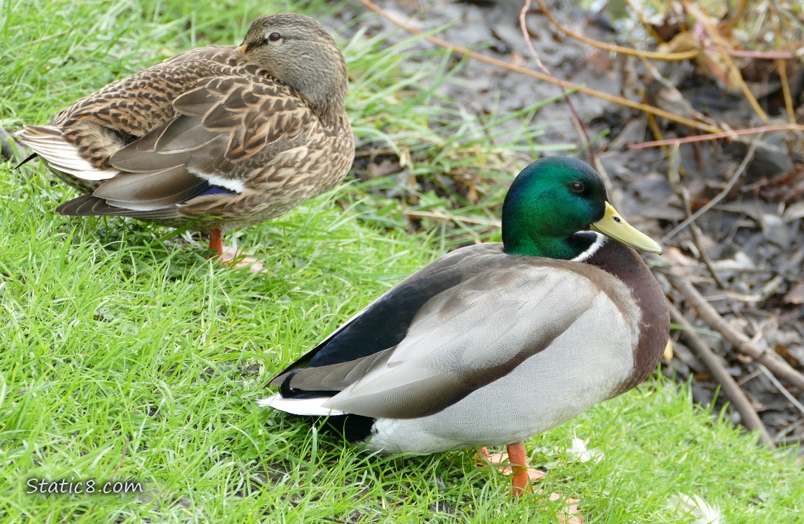 a pair of mallards napping on the grass