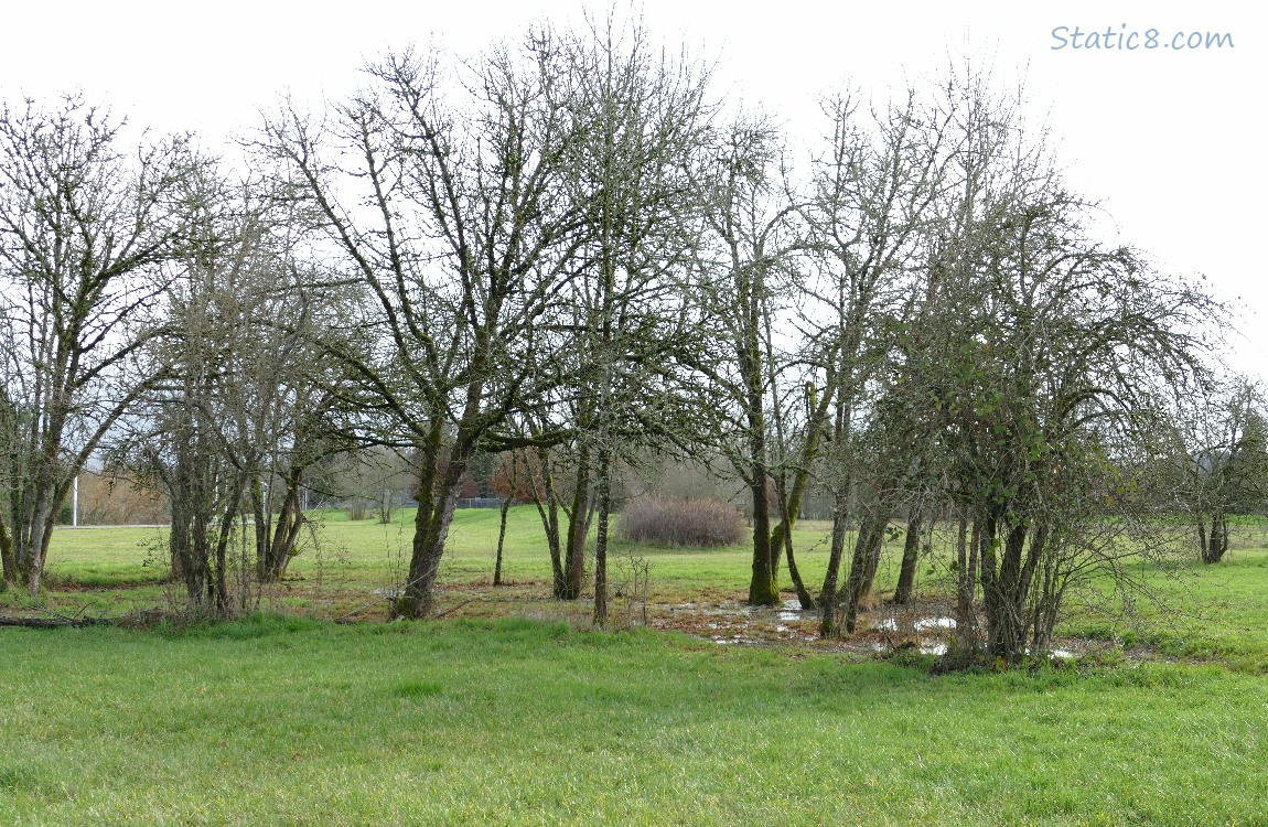 a group of trees in a grassy area