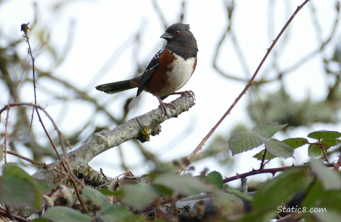 Spotted Towhee standing above thorny vines
