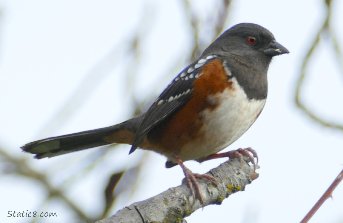 Close up of a Spotted Towhee standing on a broken stick, grey sky behind