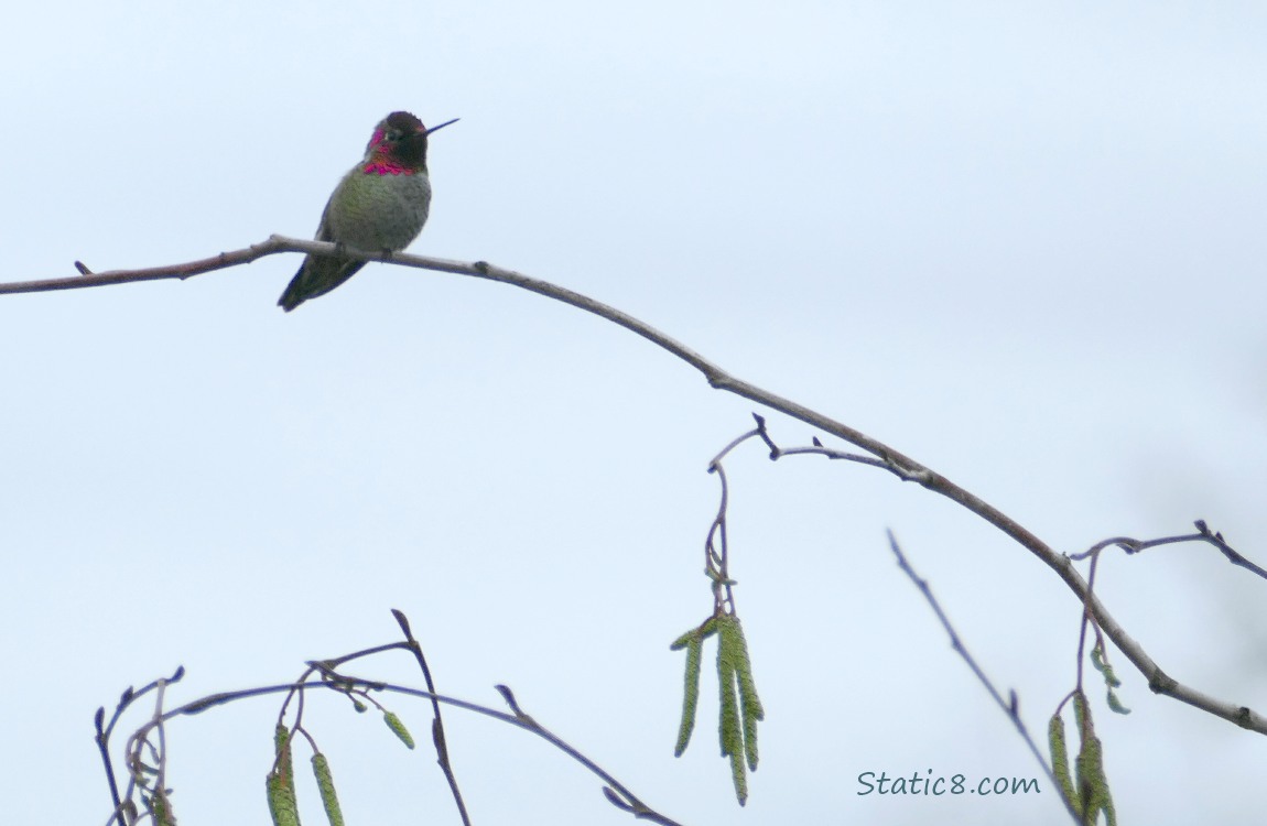 Anna Hummingbird standing on a twig with catkins hanging down