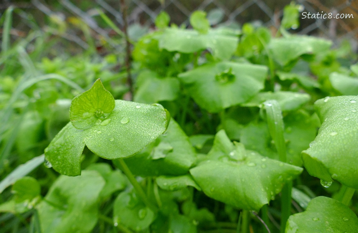 Miners Lettuce plants