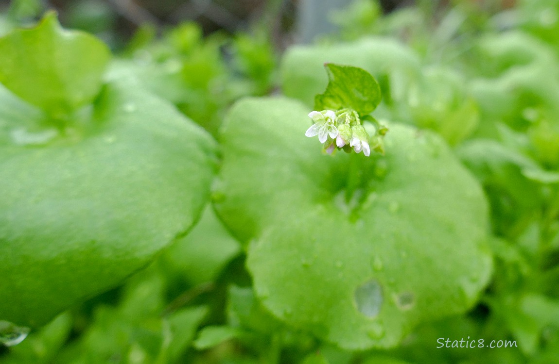 Close up of tiny Miners Lettuce blooms