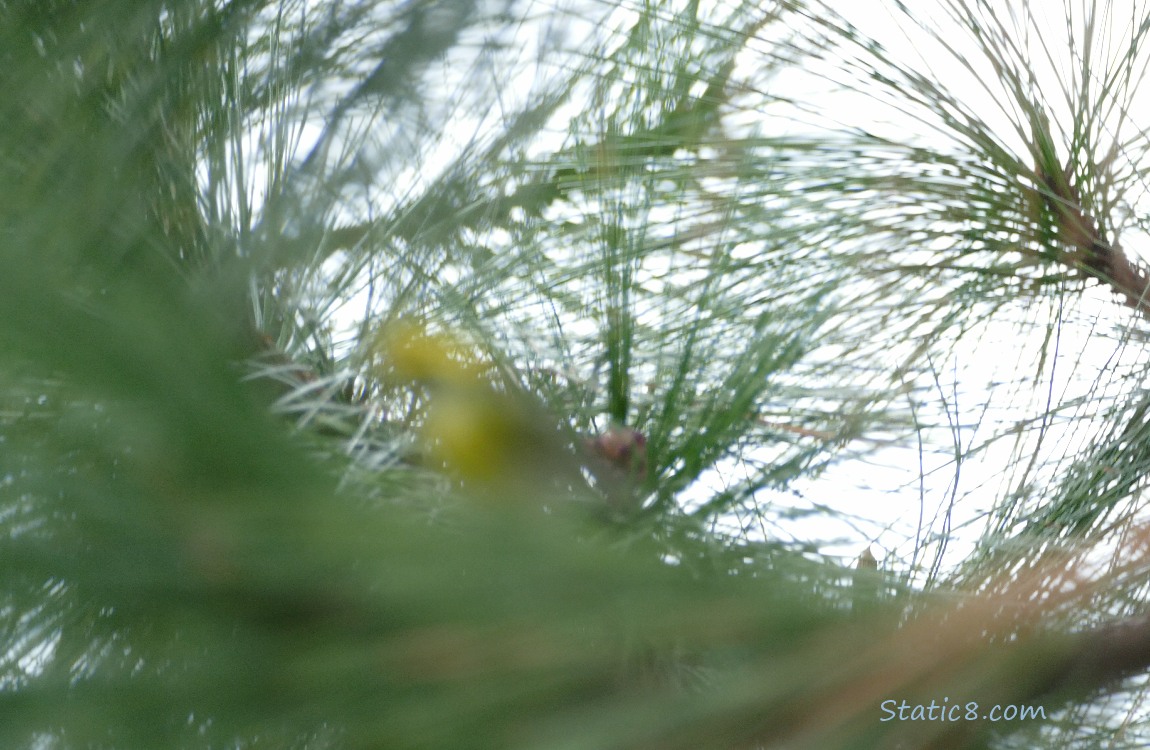 Yellow Blur in a pine tree