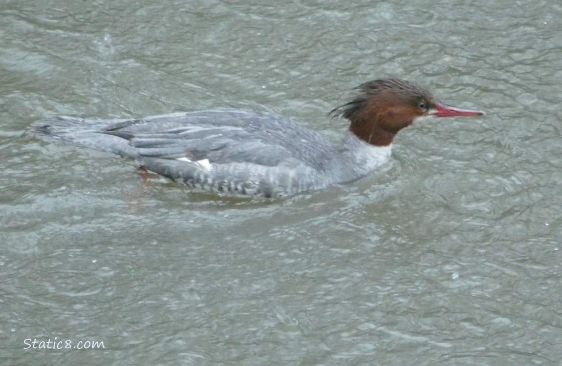 Female Common Merganser paddling on the water in the rain