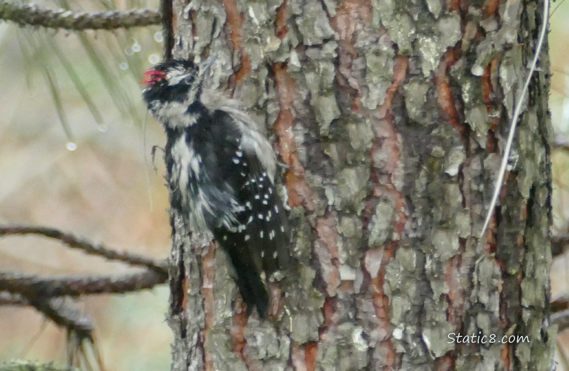 Wet and bedraggled Downy Woodpecker on the side of a pine tree trunk