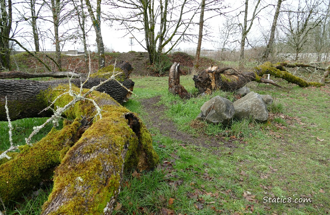 Path thru fallen oak trees