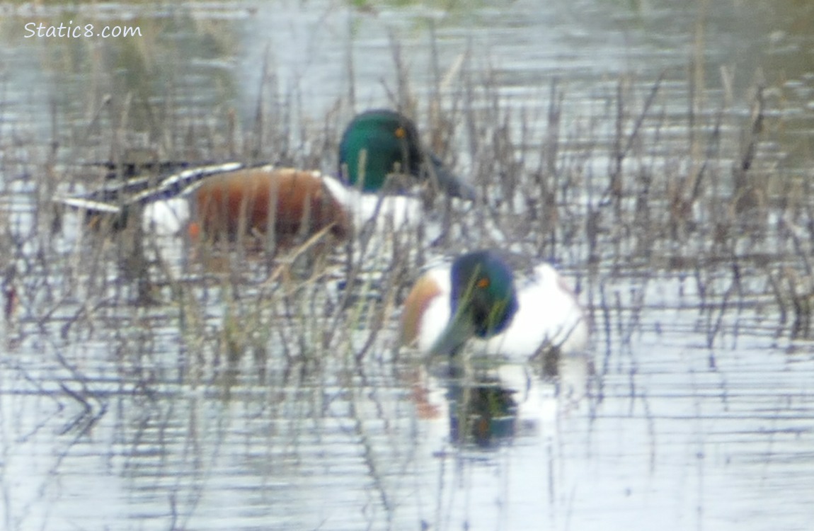 Northern Shoveler males paddling on the water with grass