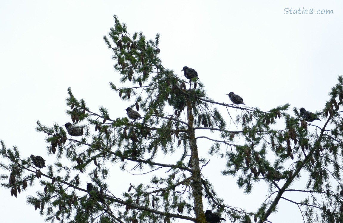 Silhouette of Starlings in a fir tree