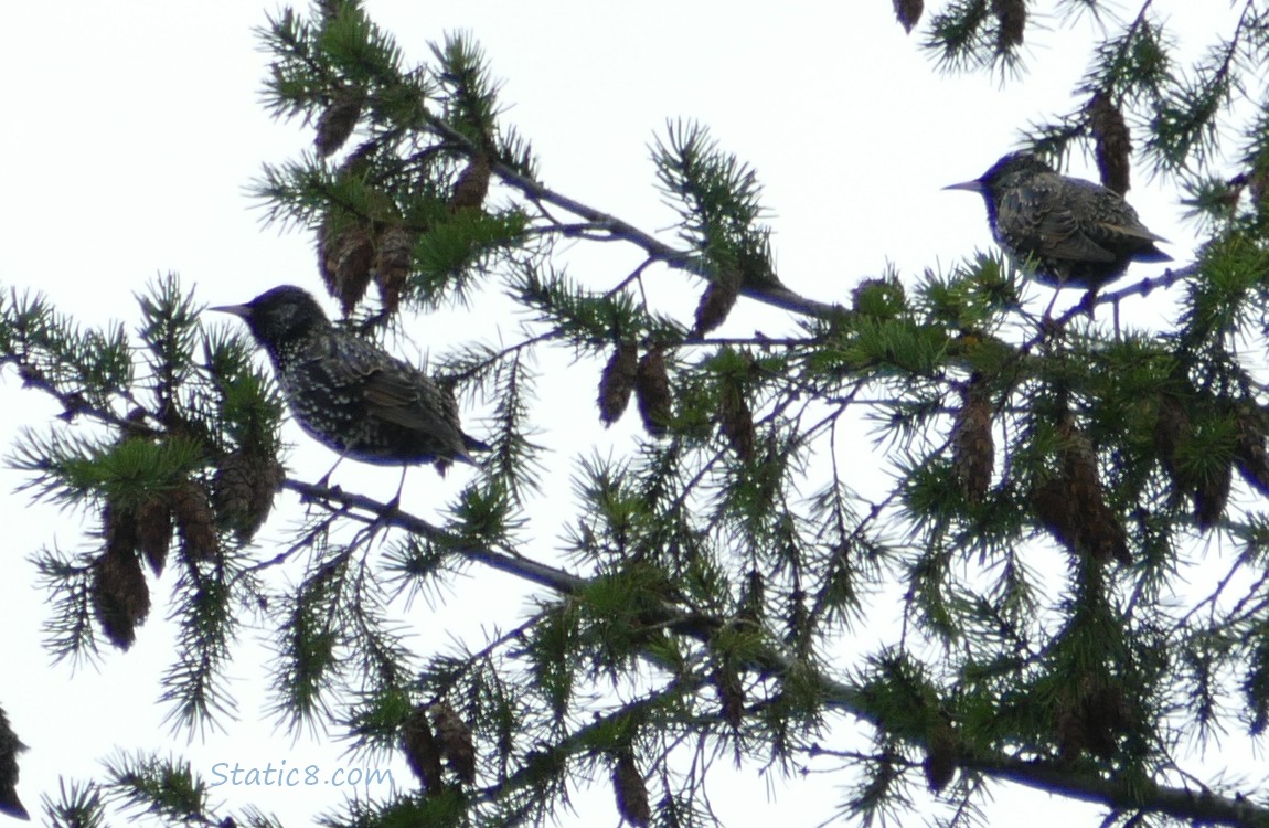 Silhouette of Starlings in a fir tree