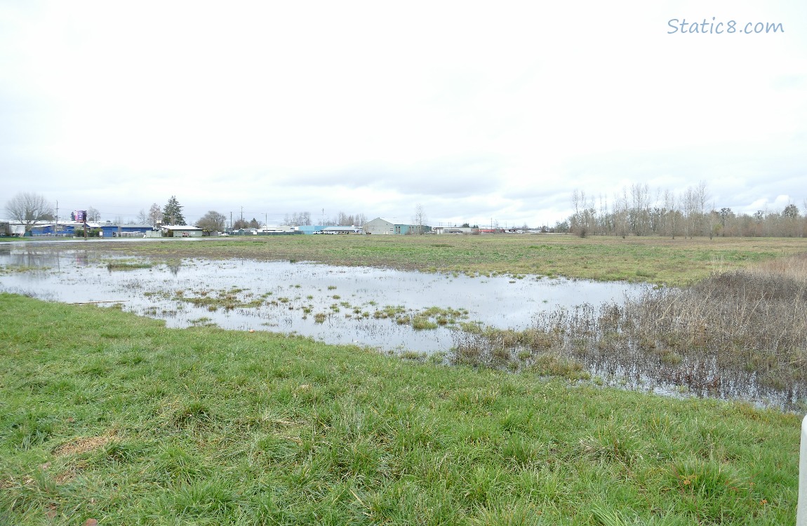 Shallow pond in the grass