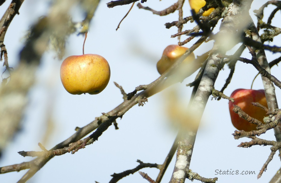 Apples hanging from a winter bare tree