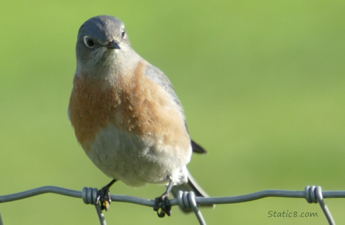 Bluebird standing on a wire fence