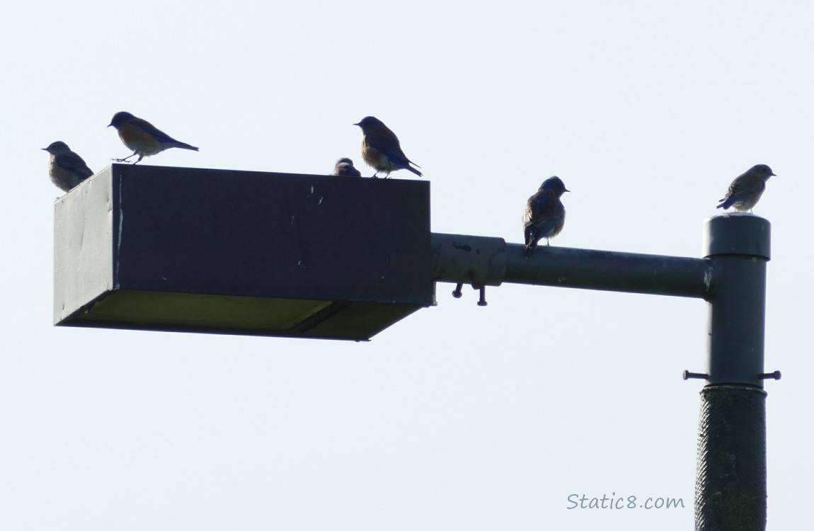 Silhouette of Bluebirds standing on a street lamp