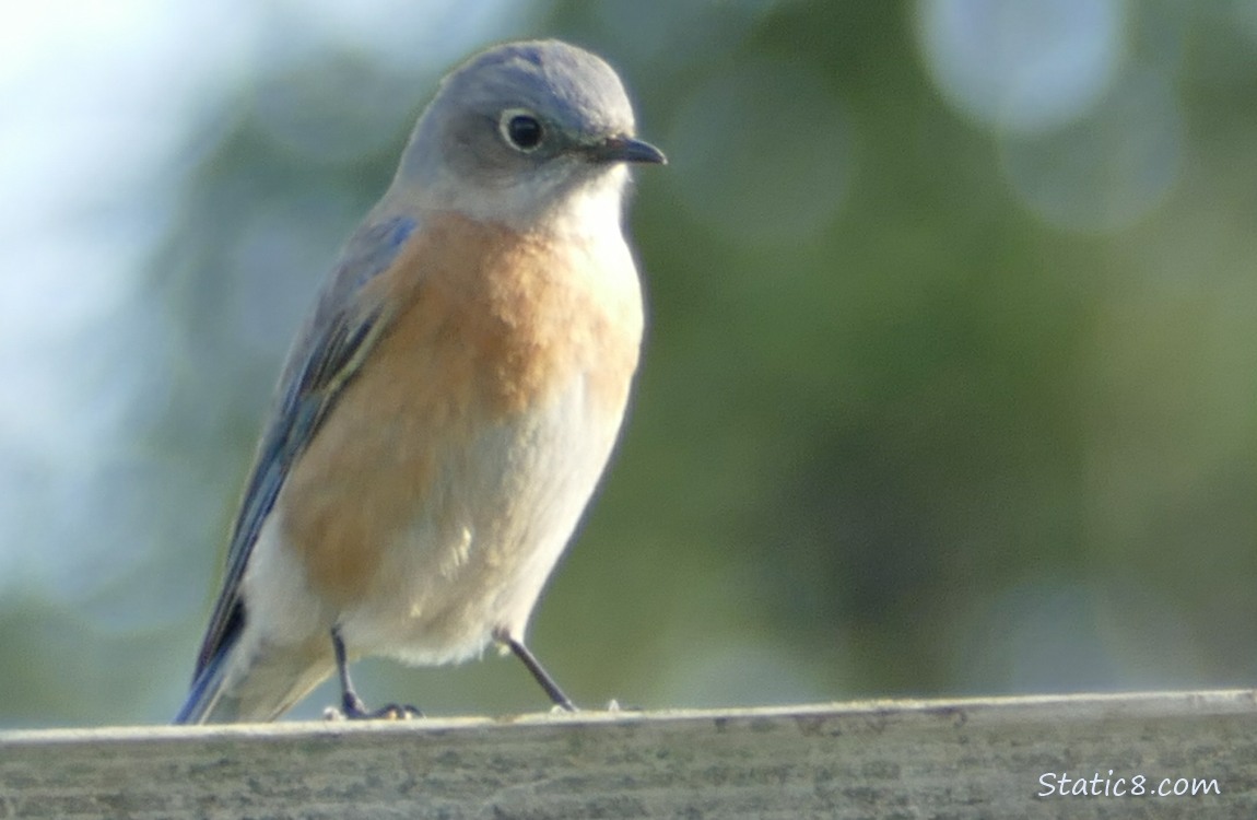 Bluebird standing on a wood fence