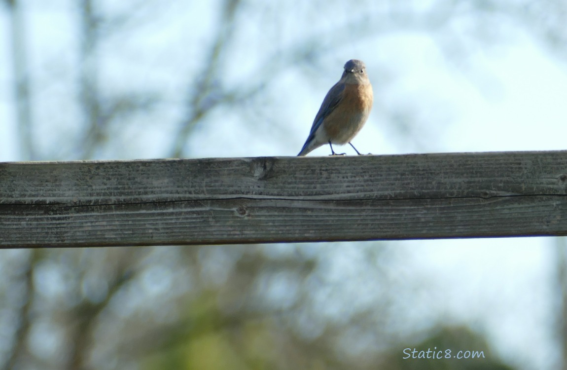 Bluebird standing on a wood fence