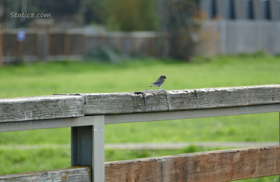 Bird standing on the railing of a walking bridge