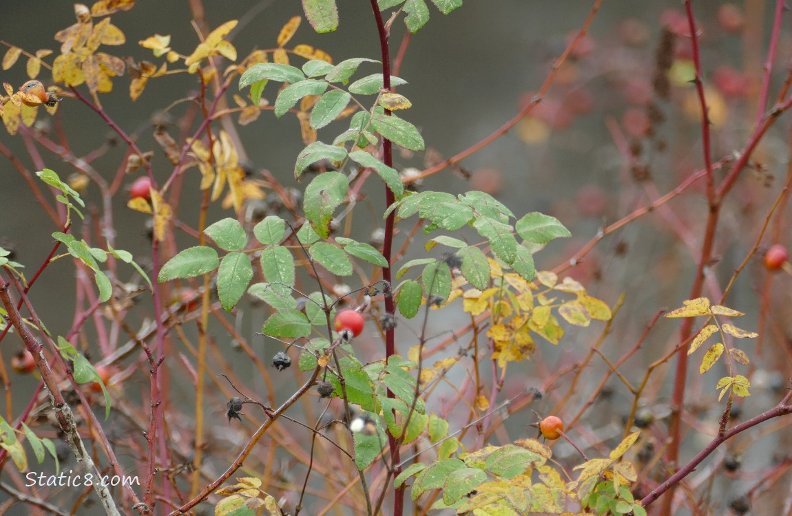 Nootka Rose leaves and red hips