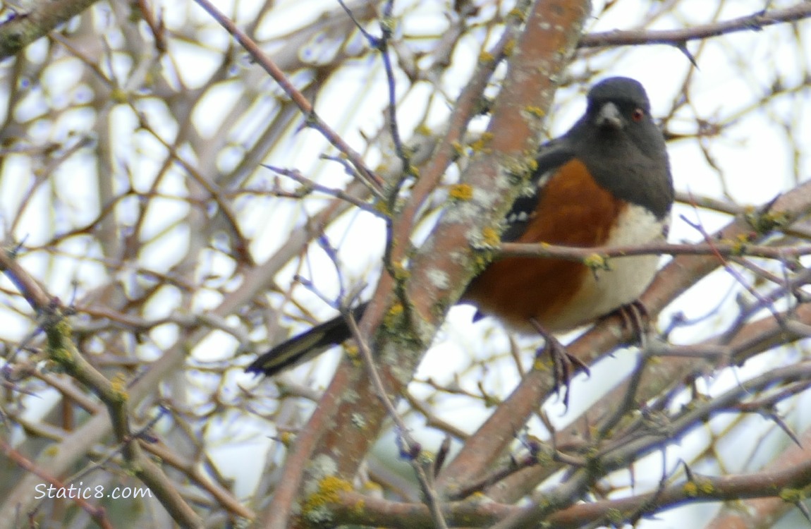 Spotted Towhee standing in a winter bare tree