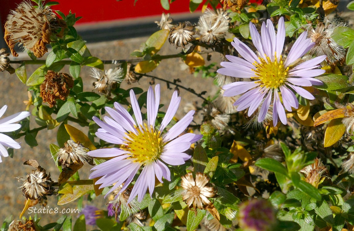 Aster blooms surrounded by leaves and spent blossoms