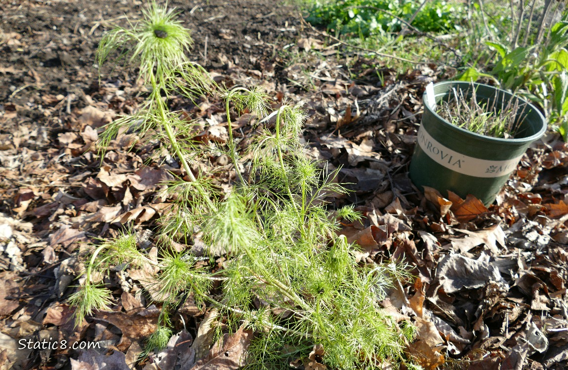 Small Cosmos plant growing out of the leaf mulch