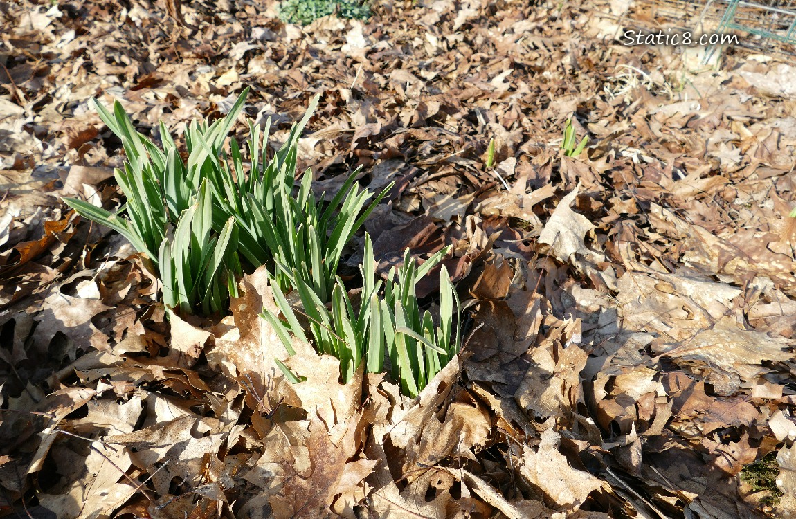 small garlic plants growing in the leaf mulch