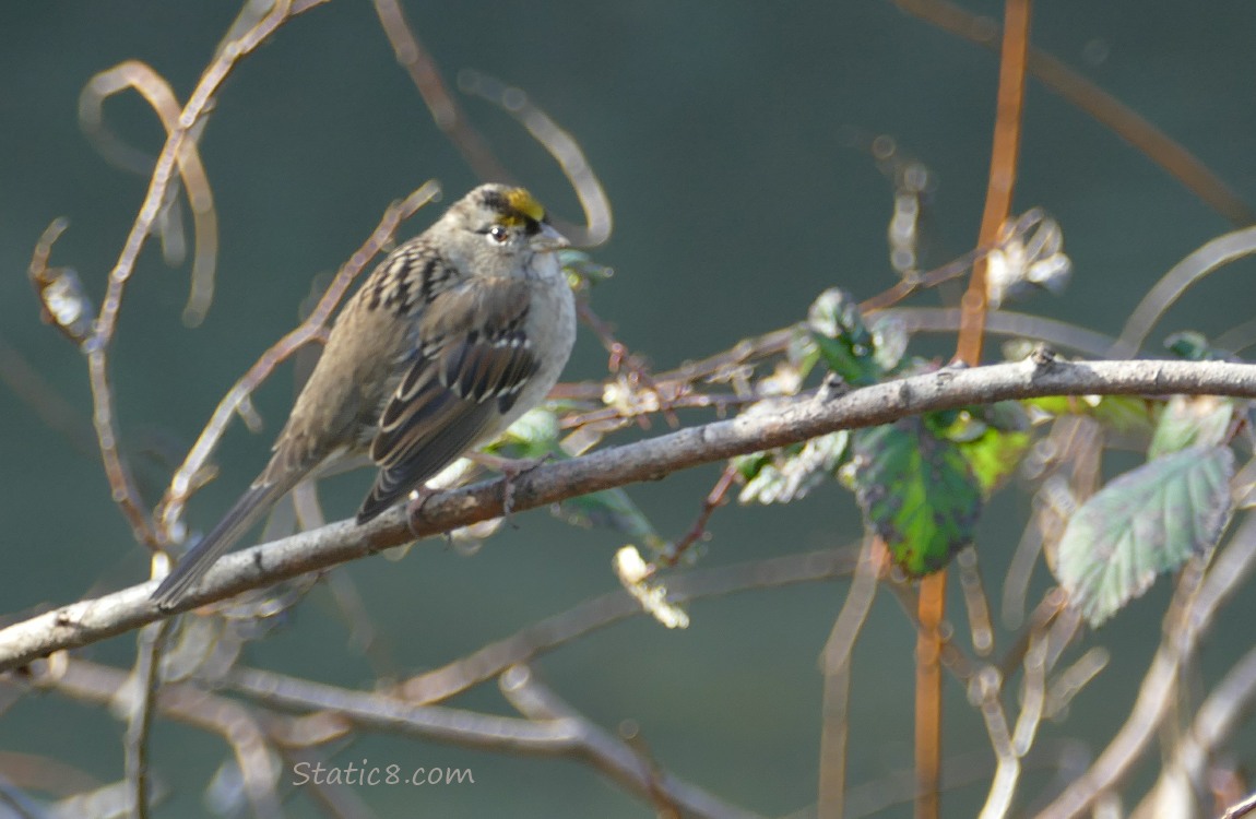 Golden Crown Sparrow standing on a twig