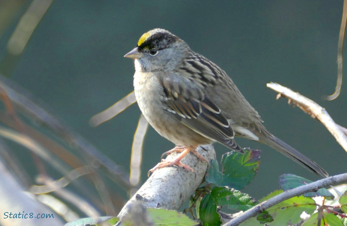 Golden Crown Sparrow standing on a branch