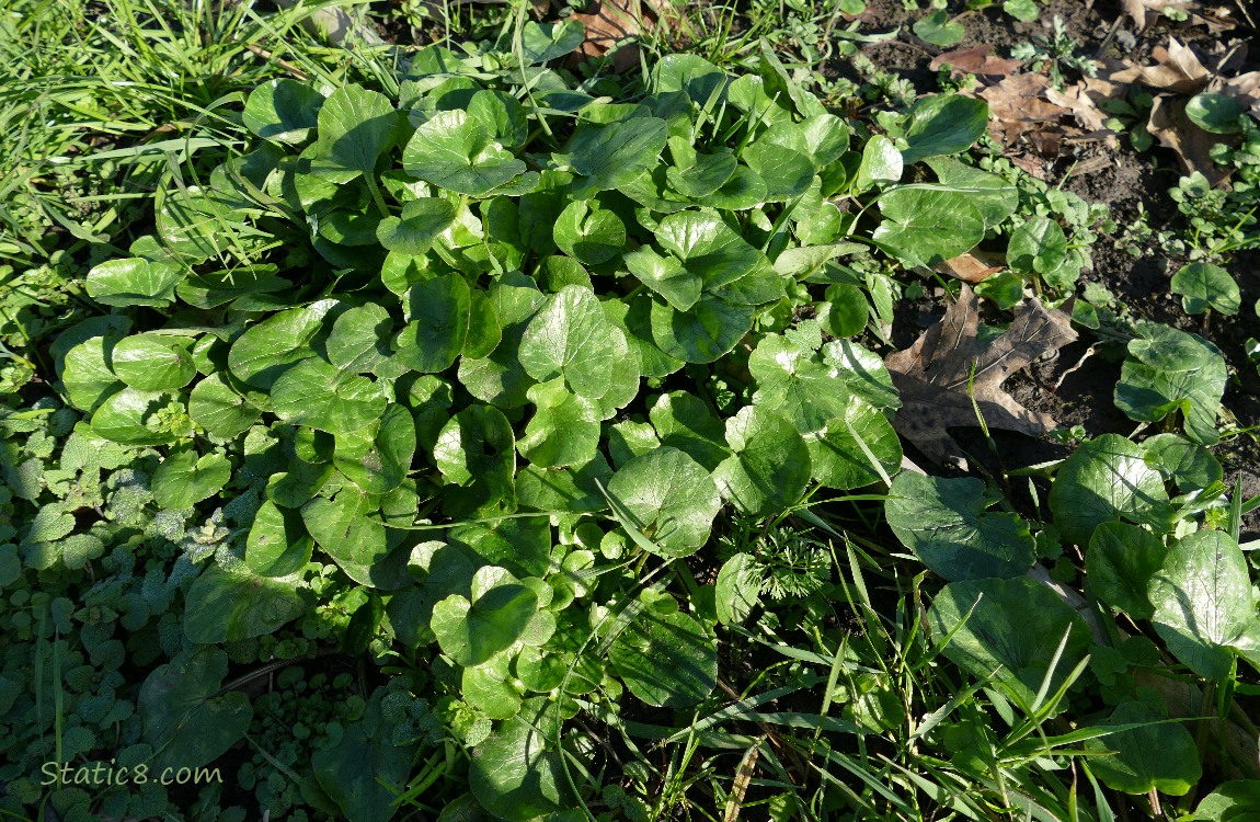 a clump of Lesser Celandine growing in the grass