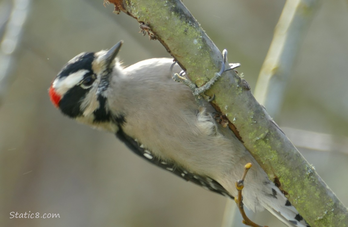 Downy Woodpecker hanging from a branch