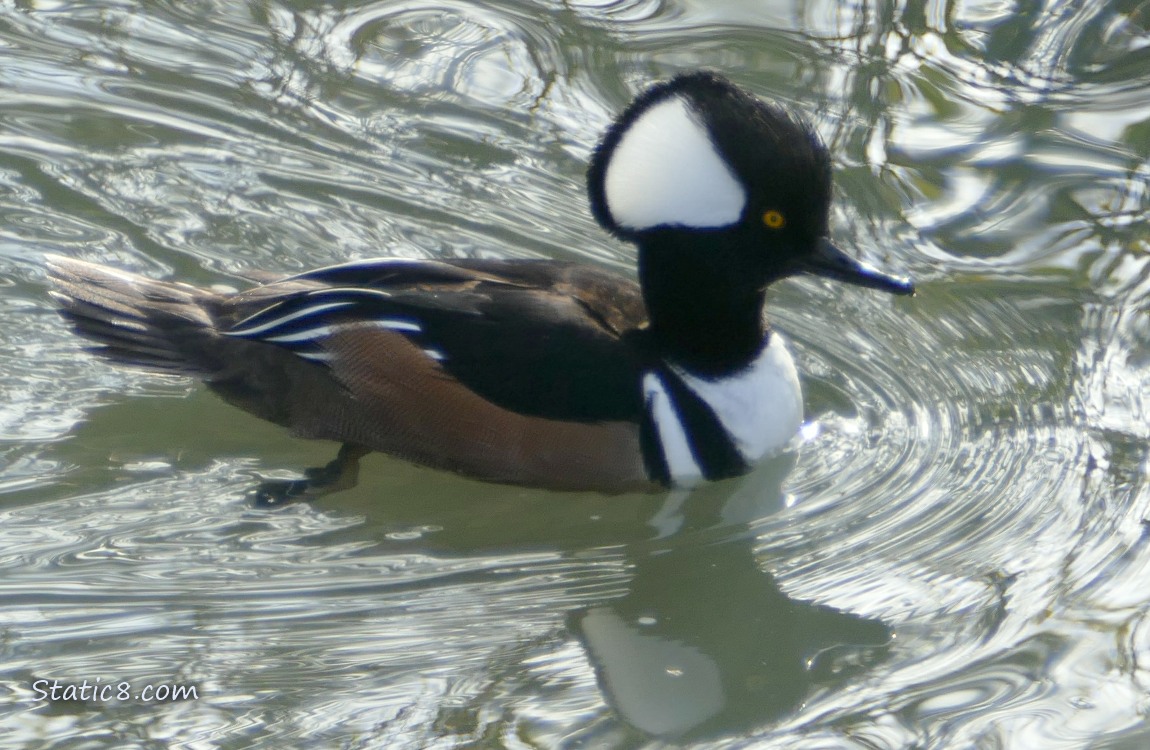 Male Hooded Merganser paddling on the water