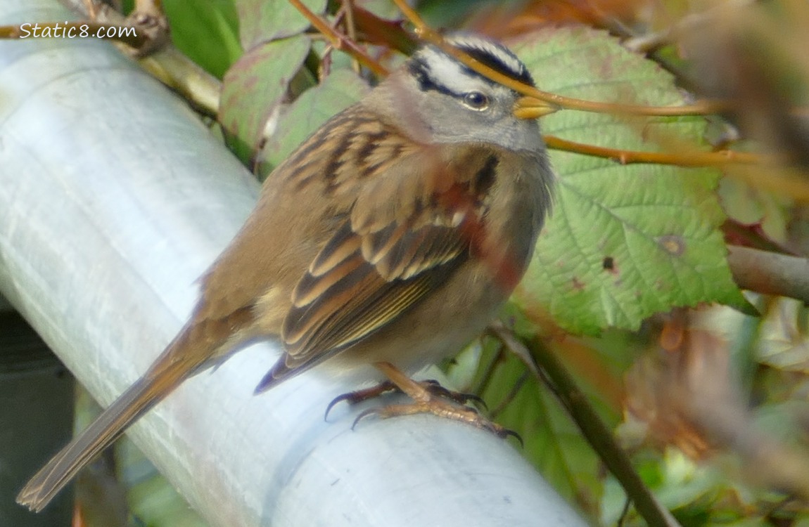 Close up of a White Crown Sparrow standing on a metal pipe fence