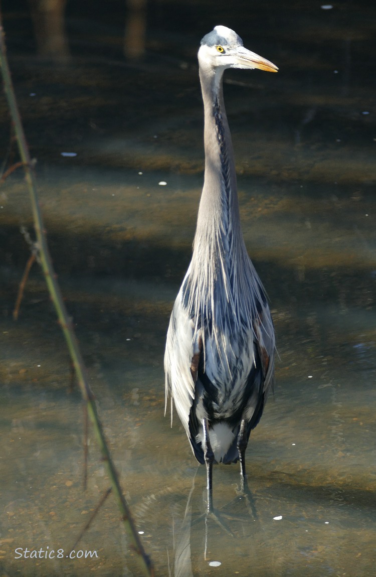 Great Blue Heron standing in very shallow water