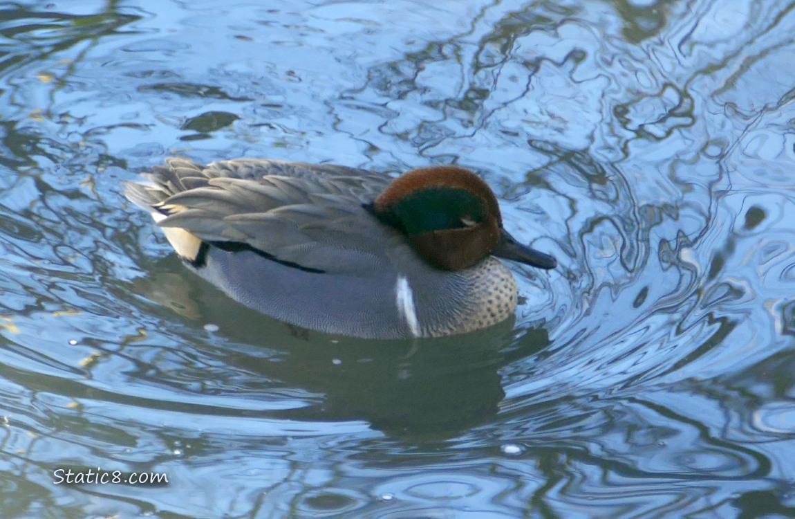 male Green Wing Teal paddling on the water