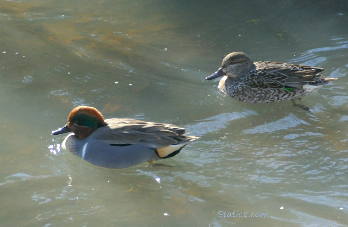a pair of Green Wing Teals paddling on the water