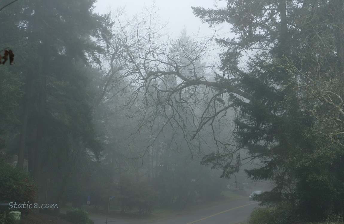 Foggy trees
