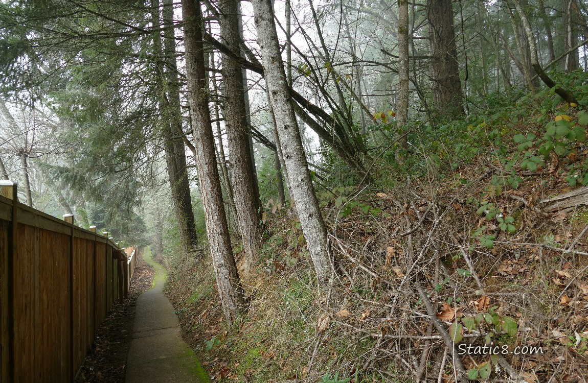 Concrete path next to a solid wood fence, the forst on the other side