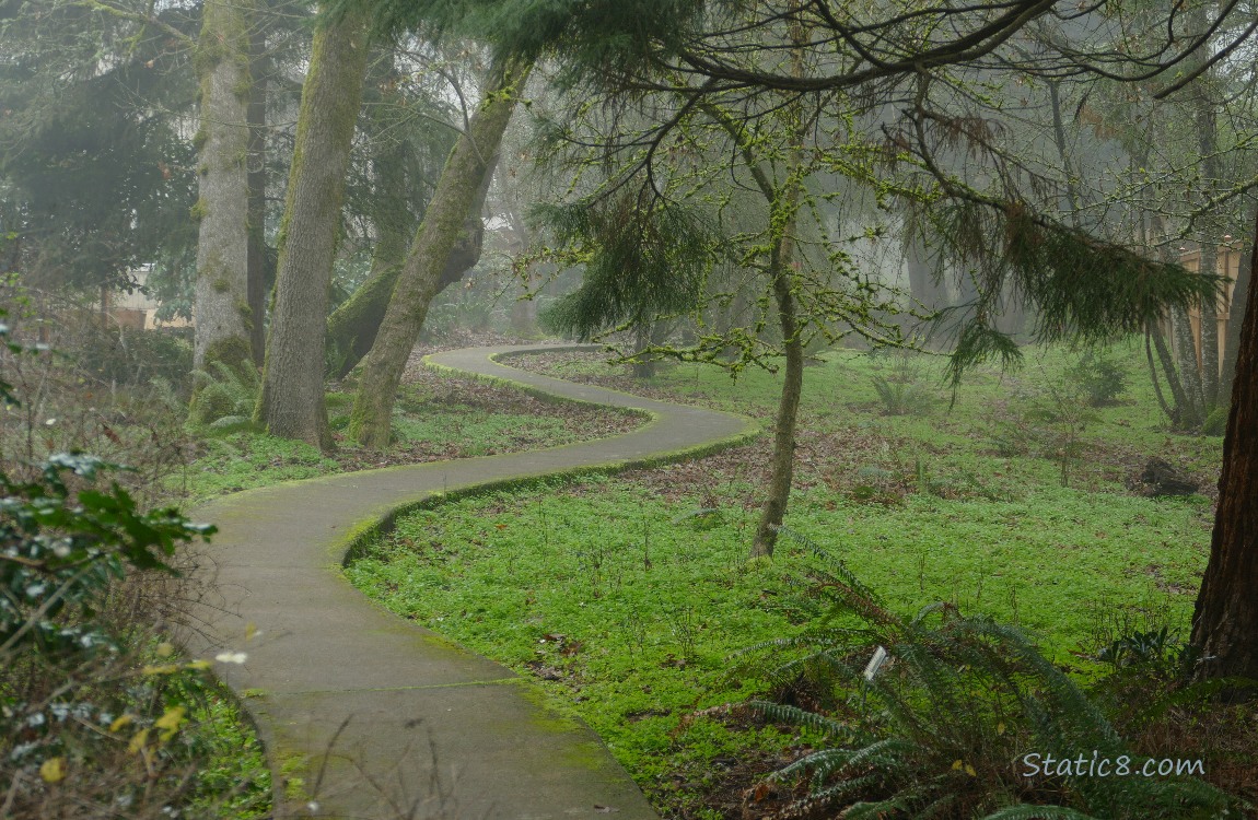Path winding under trees