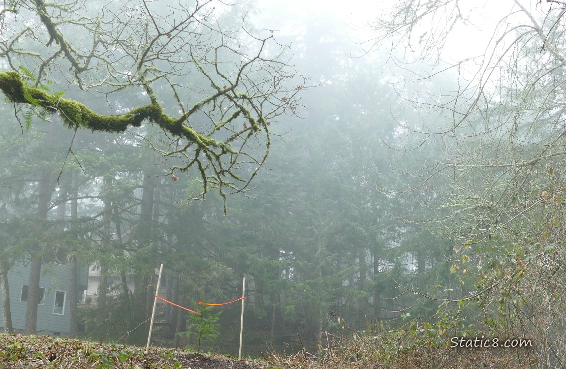 Baby pine tree tethered to two posts