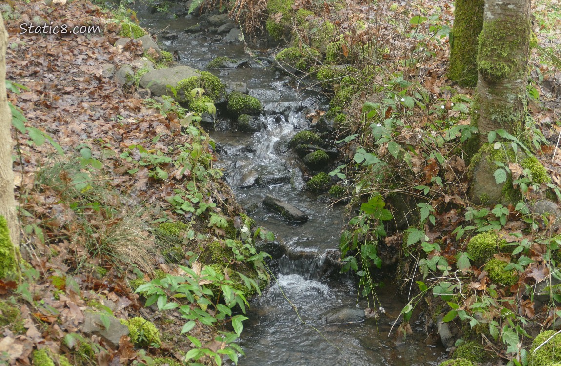 Small waterfall in a forest