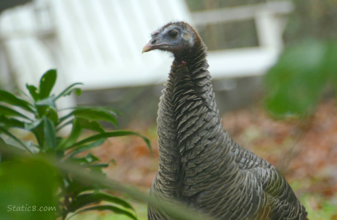 Wild Turkey past some plants