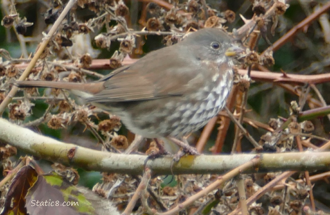 Fox Sparrow standing on a stick in front of vines