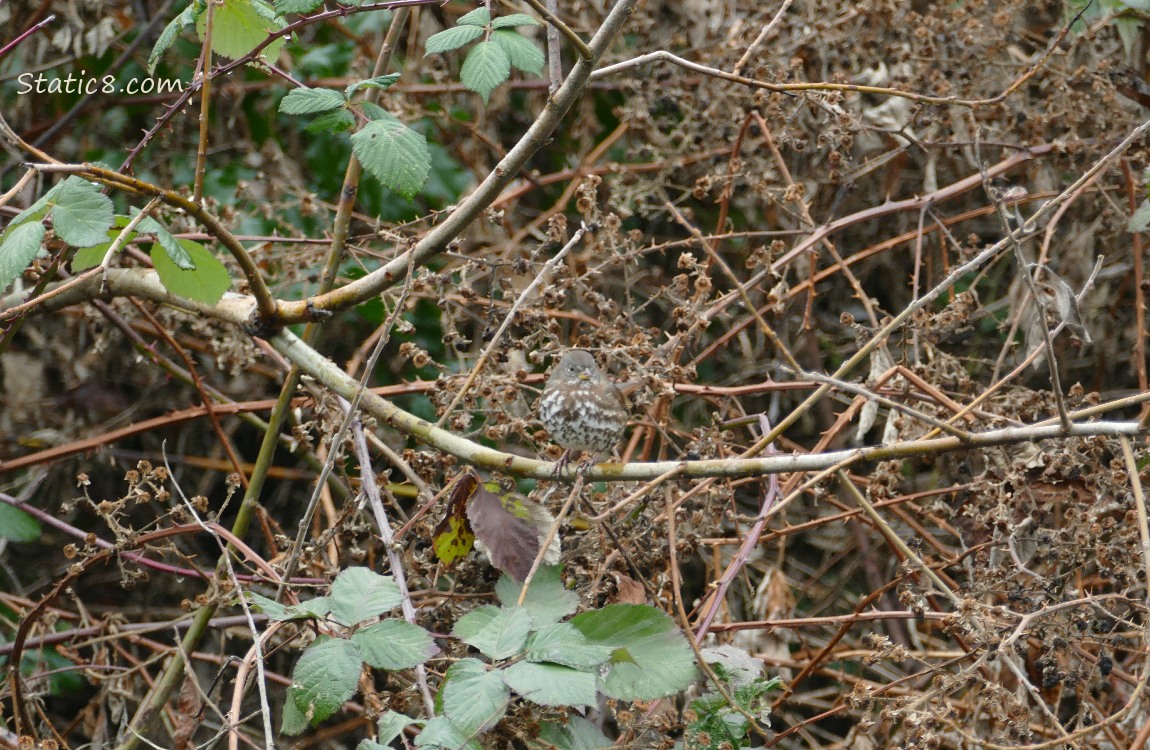 Fox Sparrow standing in front of vines