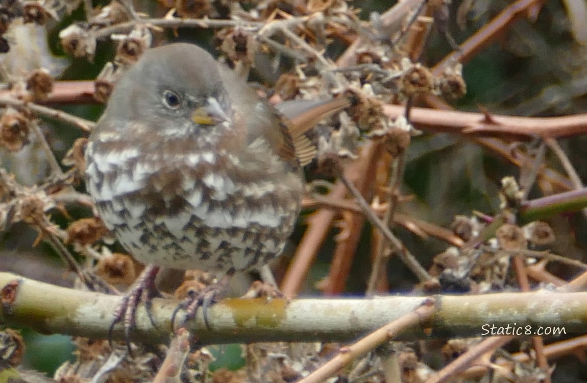 Fox Sparrow standing on a stick