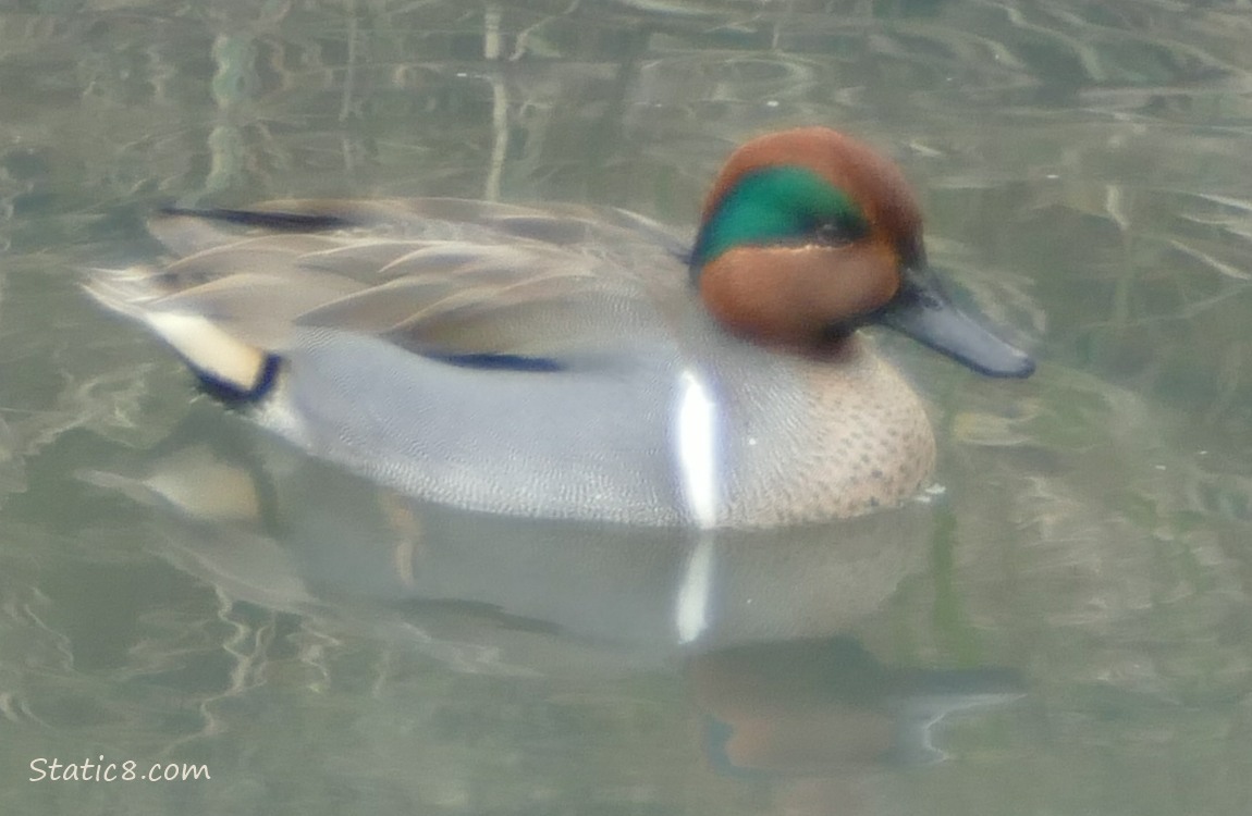 Green Wing Teal paddling on the water