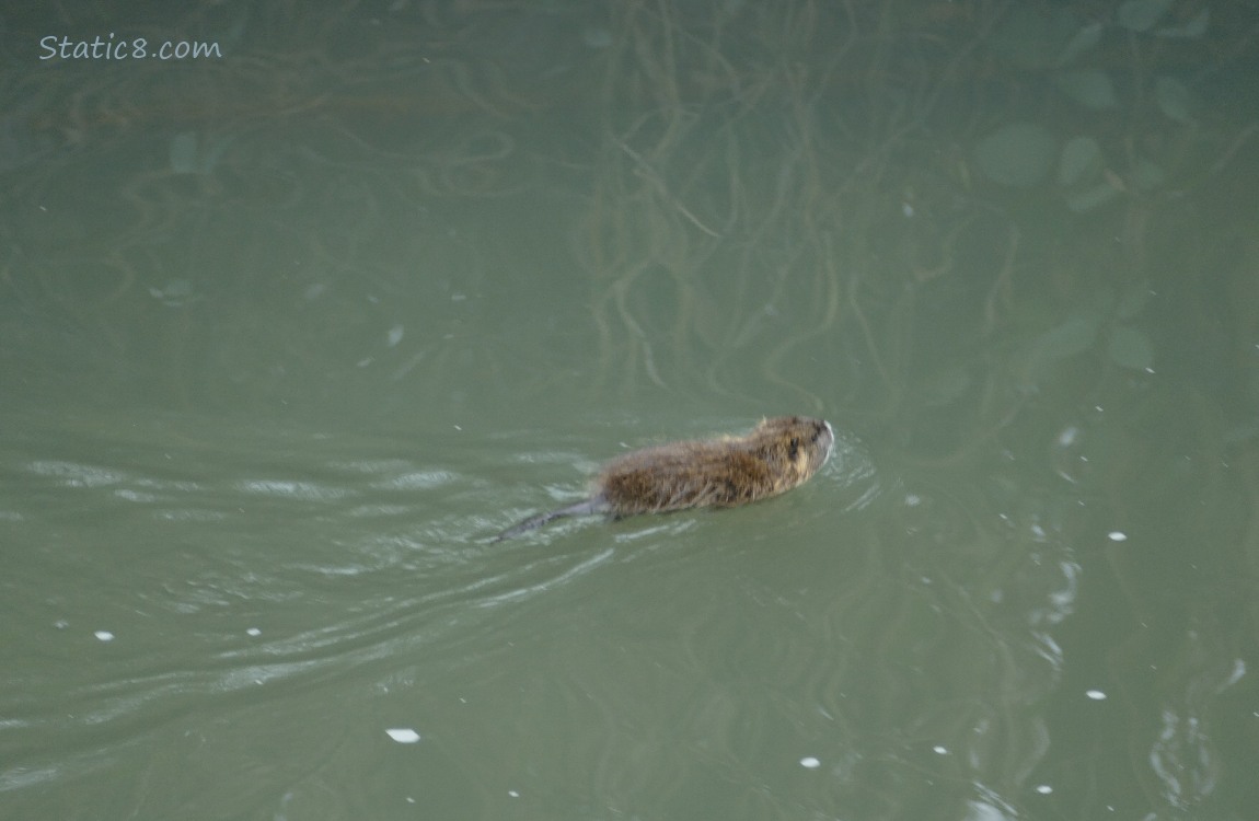 Small Nutria swimming away