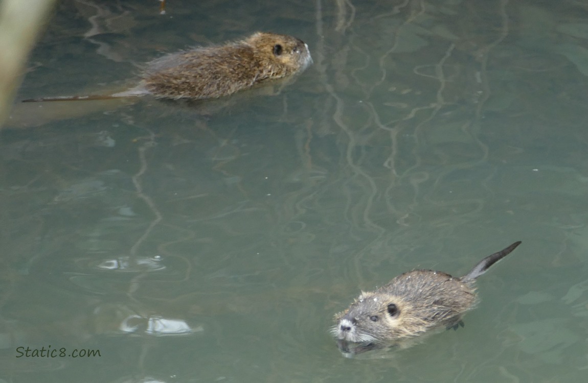 Two small Nutrias swimming both ways