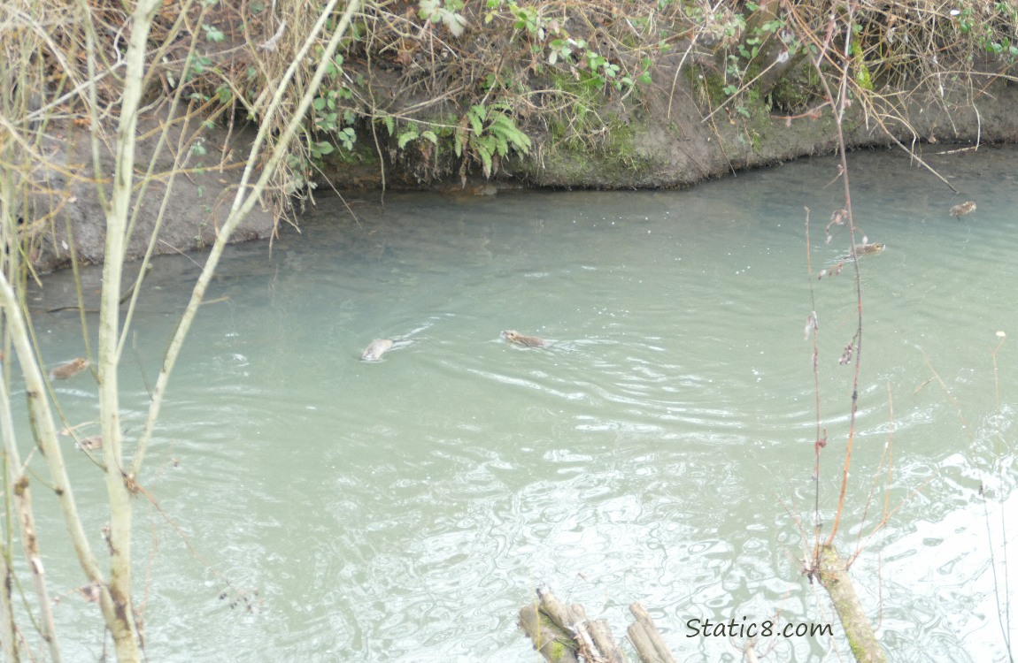 Six small Nutrias swimming in the water