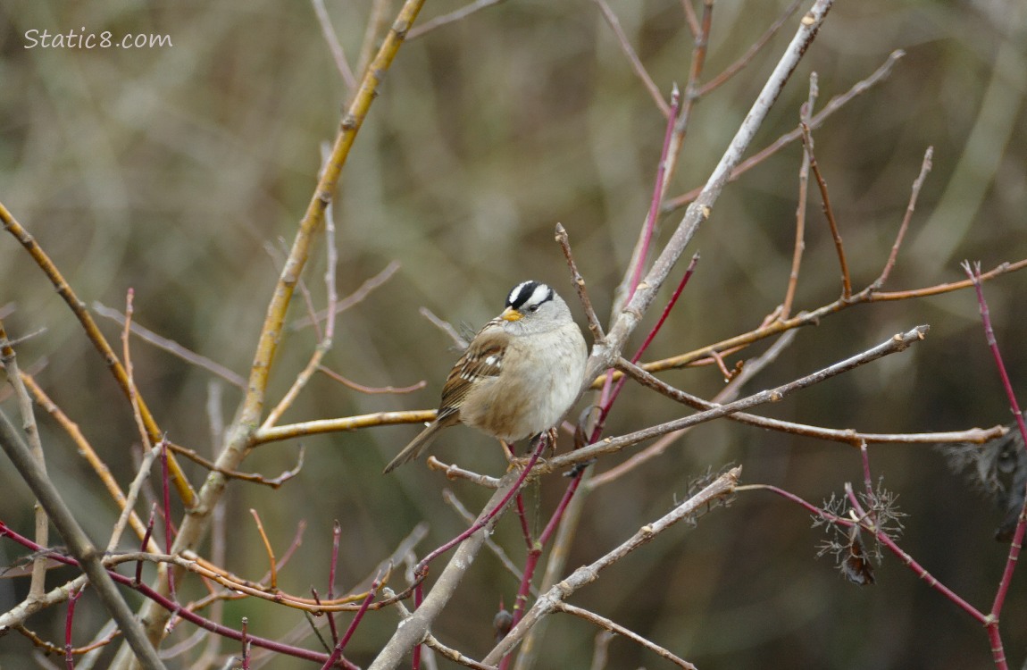 White Crown Sparrow standing in bare sticks