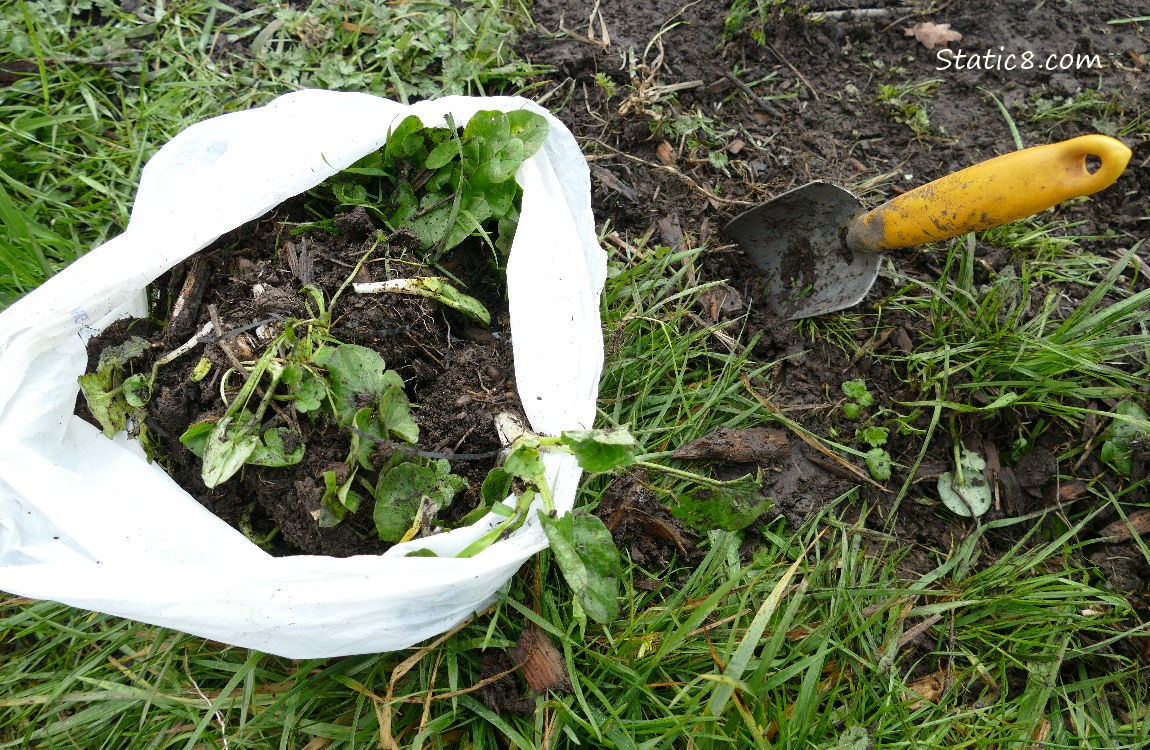 Bagged Lesser Celandine